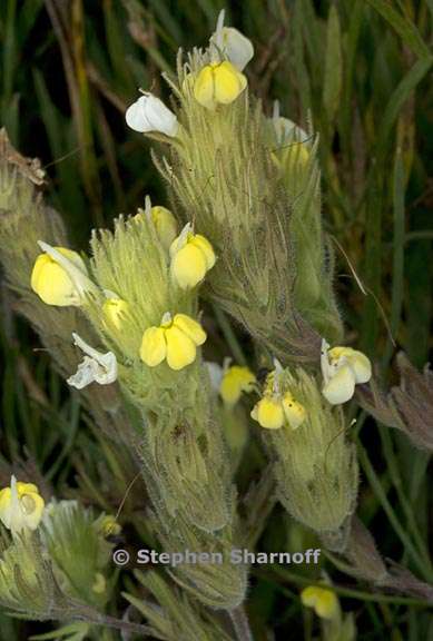 castilleja rubicundula ssp lithospermoides 2 graphic